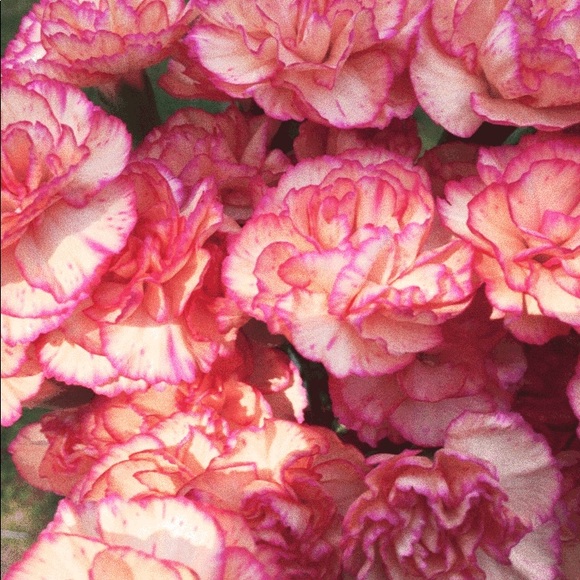 Meet your Posher, Kaitlyn - Picture 1 of 1